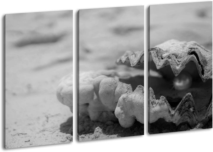 deyoli gestrandete Perlenmuschel Format: 3-teilig 120x80 Effekt: Schwarz&Weiss als Leinwand, Motiv f