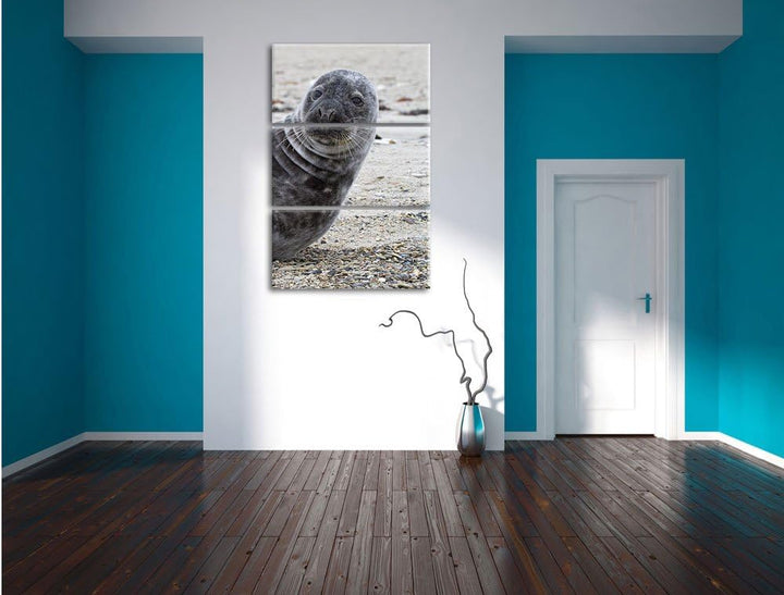 Pixxprint Robbe an Kiesstrand als Leinwandbild/Grösse: 3 Teilig (120x80) cm/Wandbild/Kunstdruck/fert