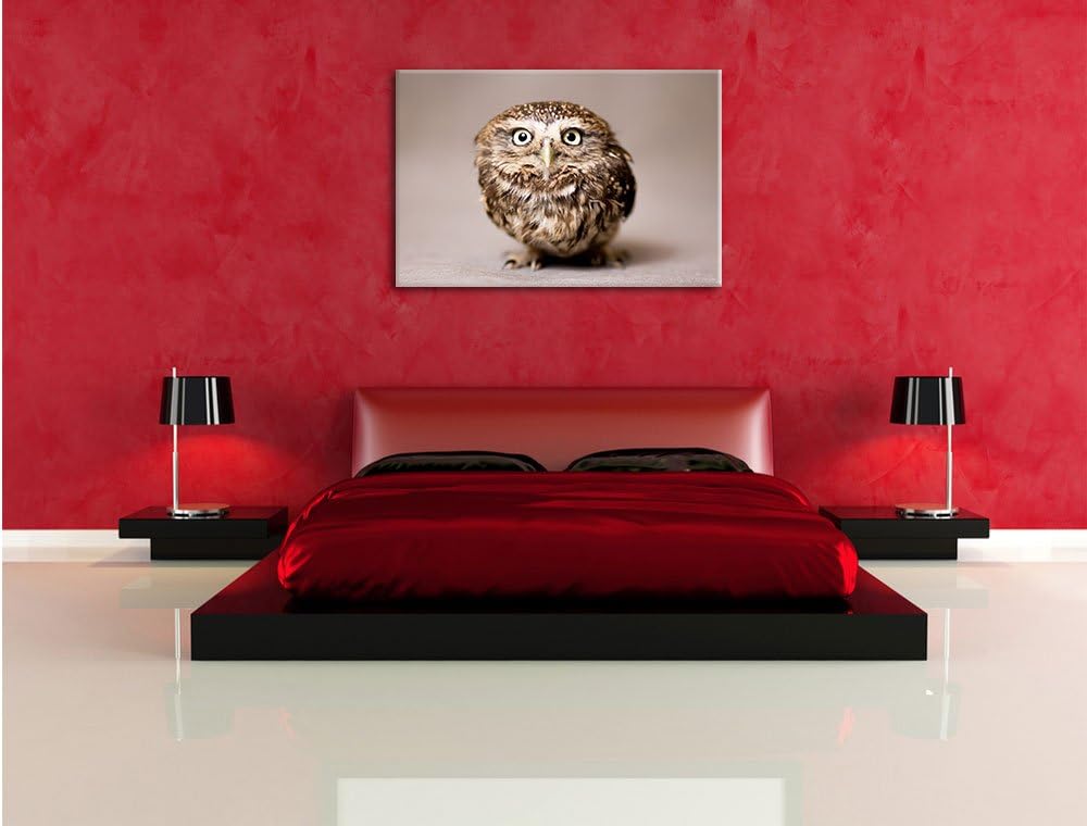 Pixxprint Nachteule mit Blick / 100x70cm Leinwandbild bespannt auf Holzrahmen/Wandbild Kunstdruck De