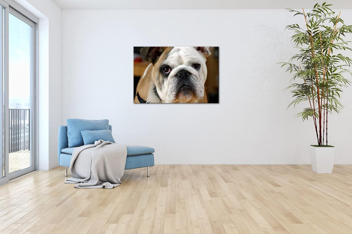 deyoli Englische Bulldogge im Format: 80x60 als Leinwandbild, Motiv fertig gerahmt auf Echtholzrahme