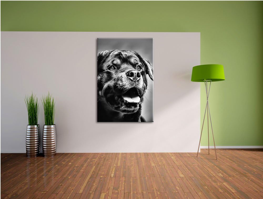 Pixxprint Treuer Rottweiler als Leinwandbild/Grösse: 100x70 cm/Wandbild/Kunstdruck/fertig bespannt,