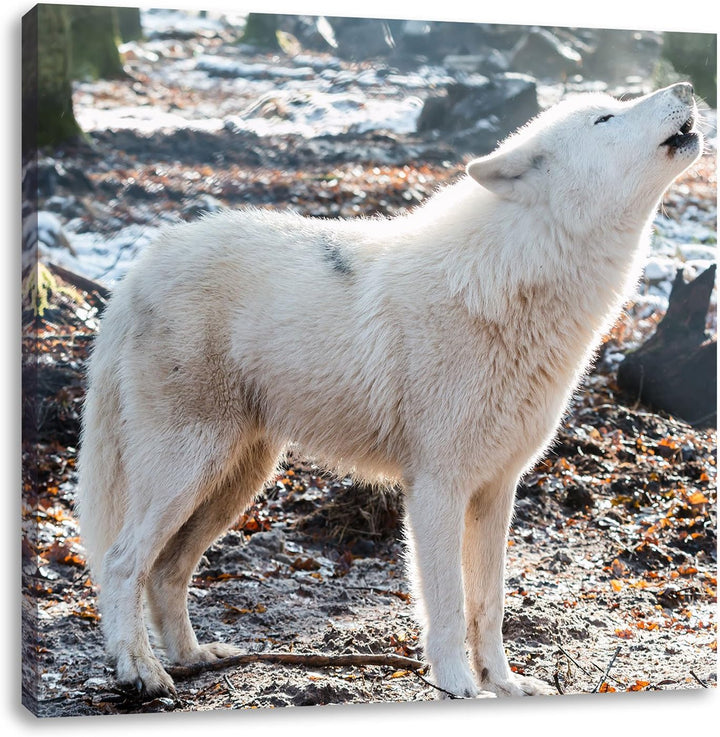 Pixxprint heulende Wölfe, Format: 70x70 auf Leinwand, XXL riesige Bilder fertig gerahmt mit Keilrahm