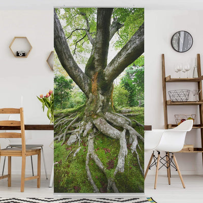 Bilderwelten Raumteiler Alter Baum 250x120cm inkl. transparenter Halterung 250x120cm incl. transpare