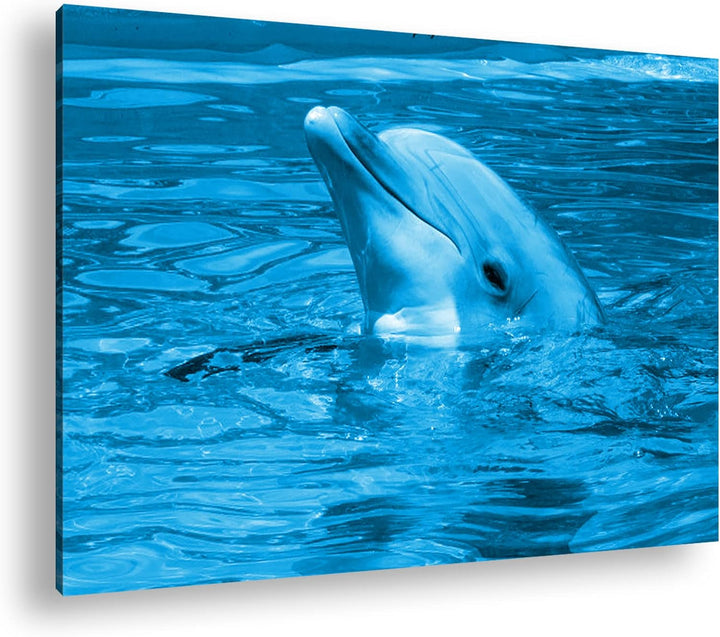 deyoli freundlicher Delphin im Aquarium Format 80x60 Effekt: Monocrome Blau als Leinwandbild, Motiv