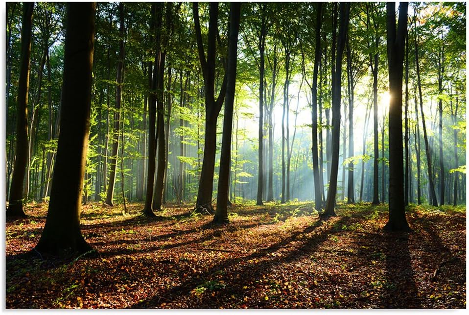 Feeby Vlies Leinwandbild Sonnenstrahlen Im Wald 120x80 cm Wand Bild Kunstdruck Deko Wohnzimmer Wohnu
