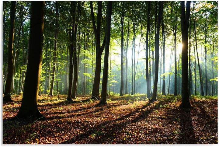 Feeby Vlies Leinwandbild Sonnenstrahlen Im Wald 120x80 cm Wand Bild Kunstdruck Deko Wohnzimmer Wohnu