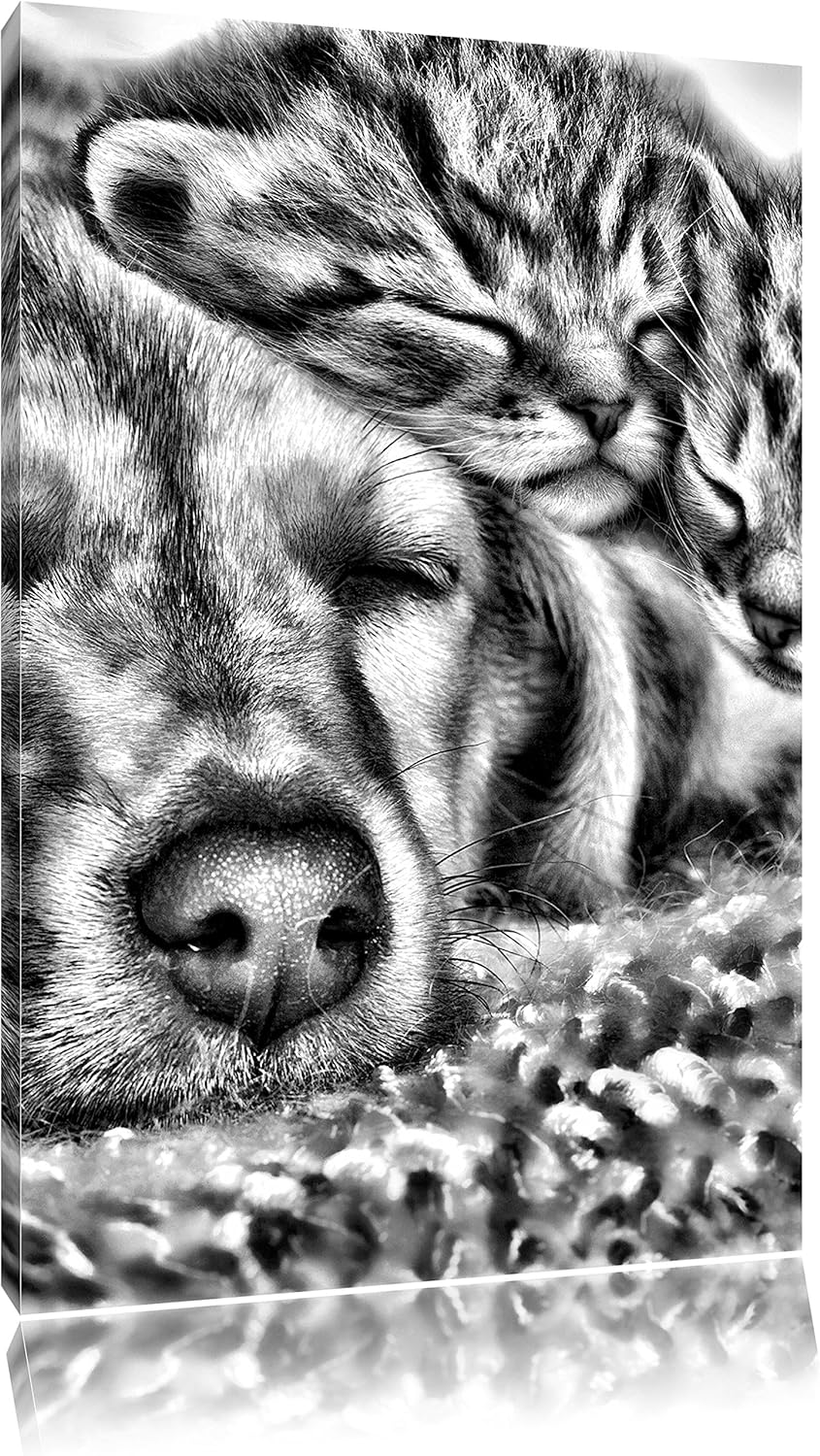 Pixxprint Kätzchen und Hund schmusend / 100x70cm Leinwandbild bespannt auf Holzrahmen/Wandbild Kunst