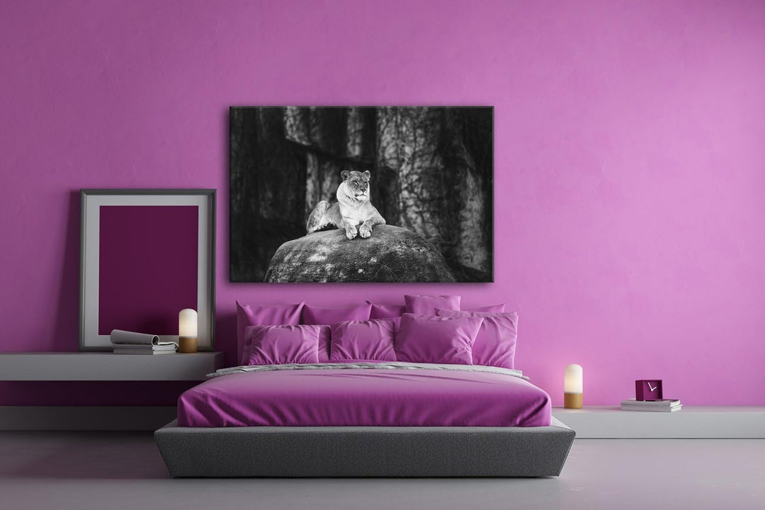 deyoli erhabene stolze Löwin Format: 120x80 Effekt: Schwarz/Weiss als Leinwand, Motiv fertig gerahmt