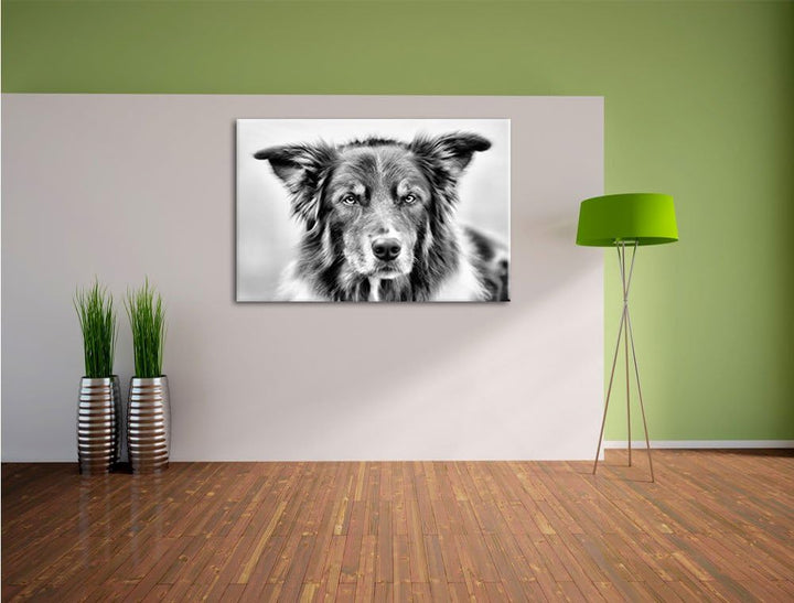 Australien Shepherd Mischling als Leinwandbild/Grösse: 100x70 / Wandbild/Kunstdruck/fertig bespannt,
