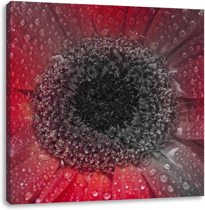 Pixxprint Rote Gerbera mit Wassertropfen als Leinwandbild/Grösse: 70x70 cm/Wandbild/Kunstdruck/ferti