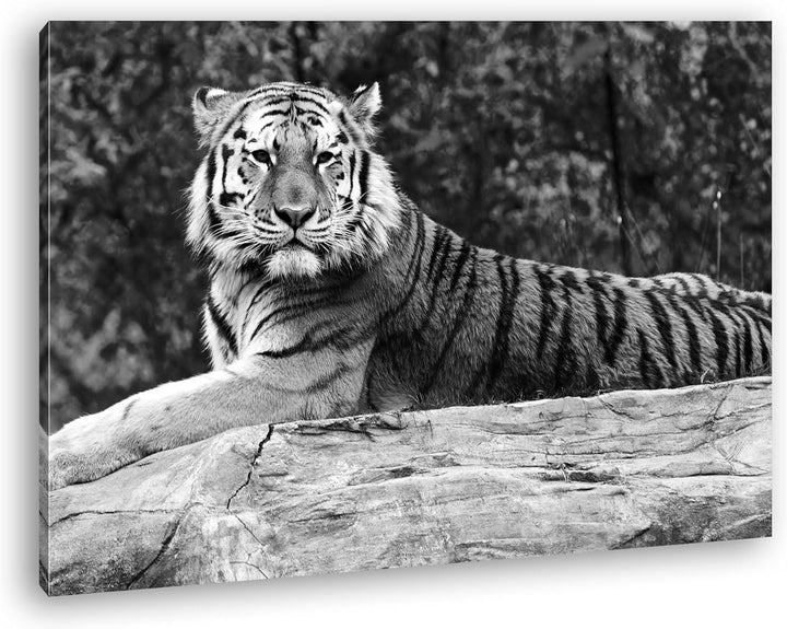 deyoli anmutiger ruhiger Tiger Format: 80x60 Effekt: Schwarz/Weiss als Leinwandbild Motiv fertig ger