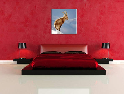Steinbock im Schnee, Format: 70x70 auf Leinwand, XXL riesige Bilder fertig gerahmt mit Keilrahmen, K