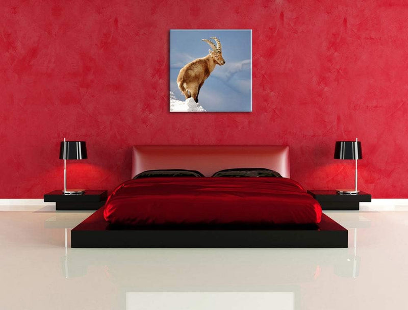 Steinbock im Schnee, Format: 70x70 auf Leinwand, XXL riesige Bilder fertig gerahmt mit Keilrahmen, K