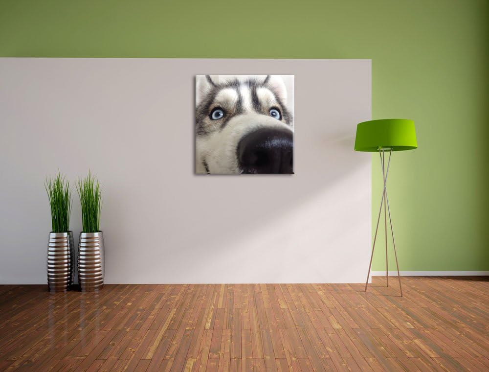 Glücklicher Husky, Format: 70x70 auf Leinwand, XXL riesige Bilder fertig gerahmt mit Keilrahmen, Kun