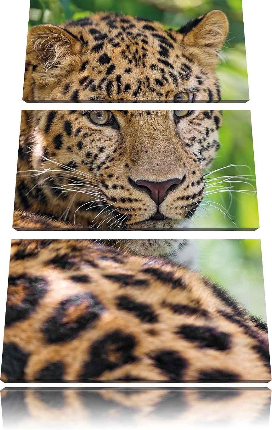 Pixxprint aufmerksamer Leopard im Schatten als Leinwandbild/Grösse: 3 Teilig (120x80) cm/Wandbild/Ku