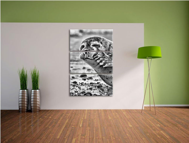 Pixxprint süsse Robbe beim Putzen als Leinwandbild/Grösse: 3 Teilig (120x80) cm/Wandbild/Kunstdruck/