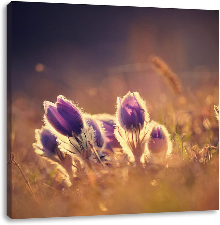 Pixxprint Lila Küchenschelle auf Bergwiese als Leinwandbild | Grösse: 70x70 cm | Wandbild | Kunstdru