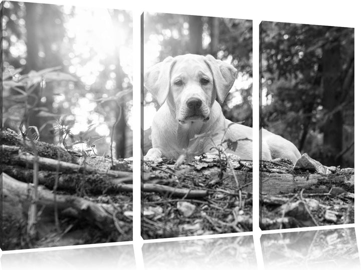 Pixxprint Hund im Wald bei Sonneuntergang als Leinwandbild/Grösse: 3 Teilig (120x80 cm) cm/Wandbild/
