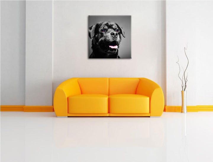 Pixxprint aufmerksamer Rottweiler als Leinwandbild/Grösse: 70x70 cm/Wandbild/Kunstdruck/fertig bespa