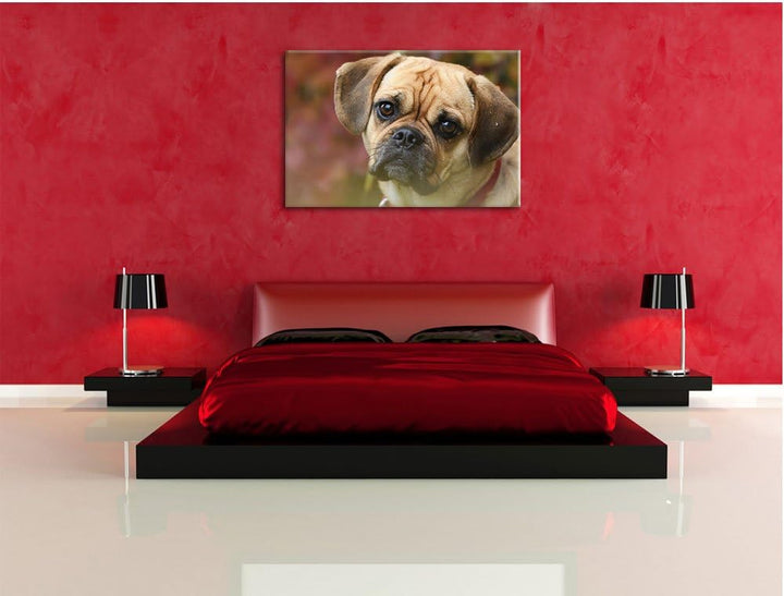 Pixxprint Mops Welpe als Leinwandbild/Grösse: 100x70 cm/Wandbild/Kunstdruck/fertig bespannt, 100x70