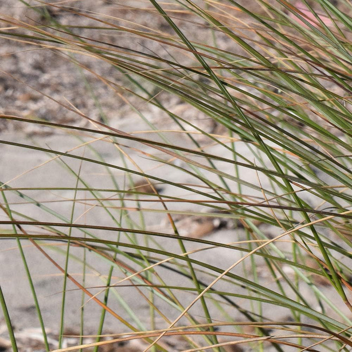 Bilder 5 Teilig Landschaft Deco Panel Kunst Natur Gras Strand Meer braun 100x70 cm Deco panel 100x70