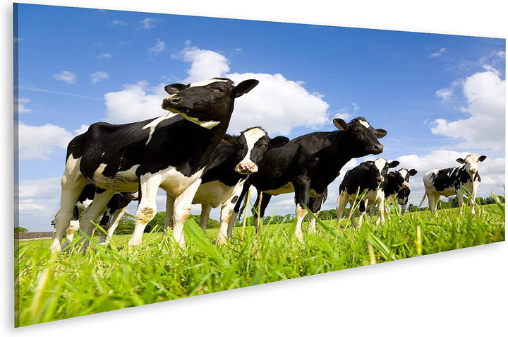 islandburner Bild auf Leinwand Holstein Kühe Auf Der Wiese Wandbild Poster Kunstdruck Bilder Format: