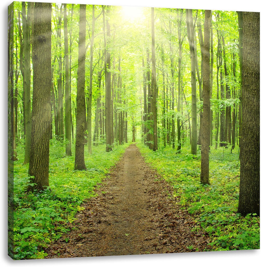 Pixxprint Sonnenlicht bricht in den Wald herein, Format: 70x70 auf Leinwand, 70x70