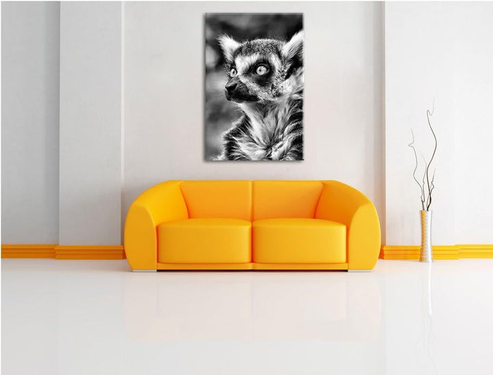 Pixxprint neugieriger Katta als Leinwandbild/Grösse: 100x70 cm/Wandbild/Kunstdruck/fertig bespannt,