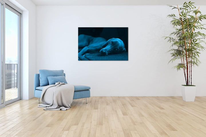 niedlicher treuer Hund auf dem Sofa Format 80x60 Effekt: Monocrome Blau als Leinwandbild, Motiv fert