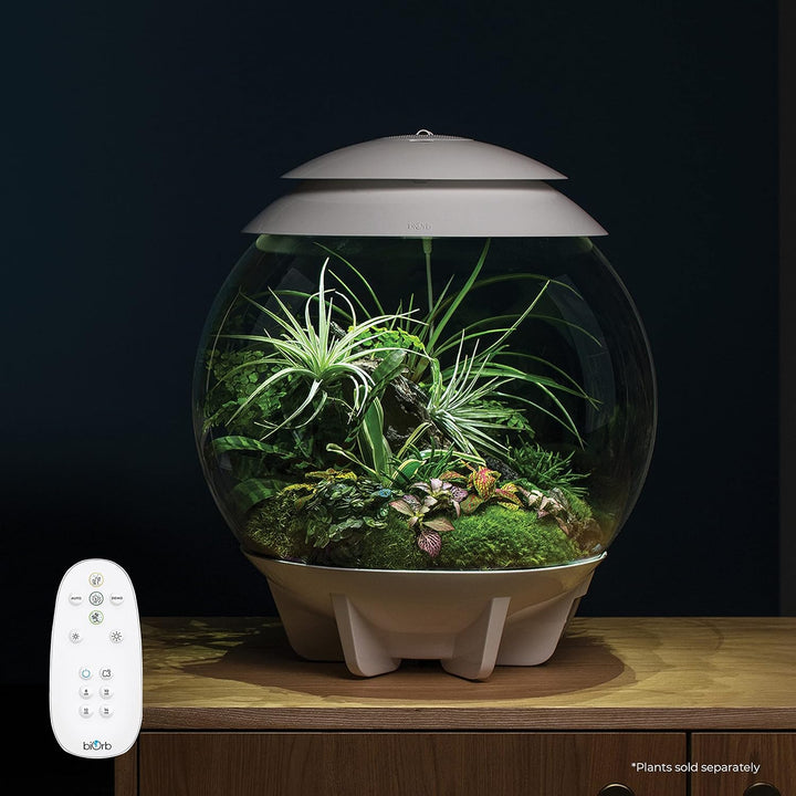 biOrb AIR 30 weiss - Terrarium mit LED-Beleuchtung / Acryl-Becken zur Pflanzenpflege / für empfindli