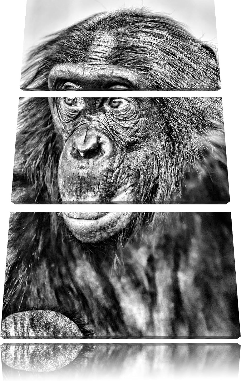 Pixxprint scheuer junger Gorilla als Leinwandbild/Grösse: 3 Teilig (120x80) cm/Wandbild/Kunstdruck/f