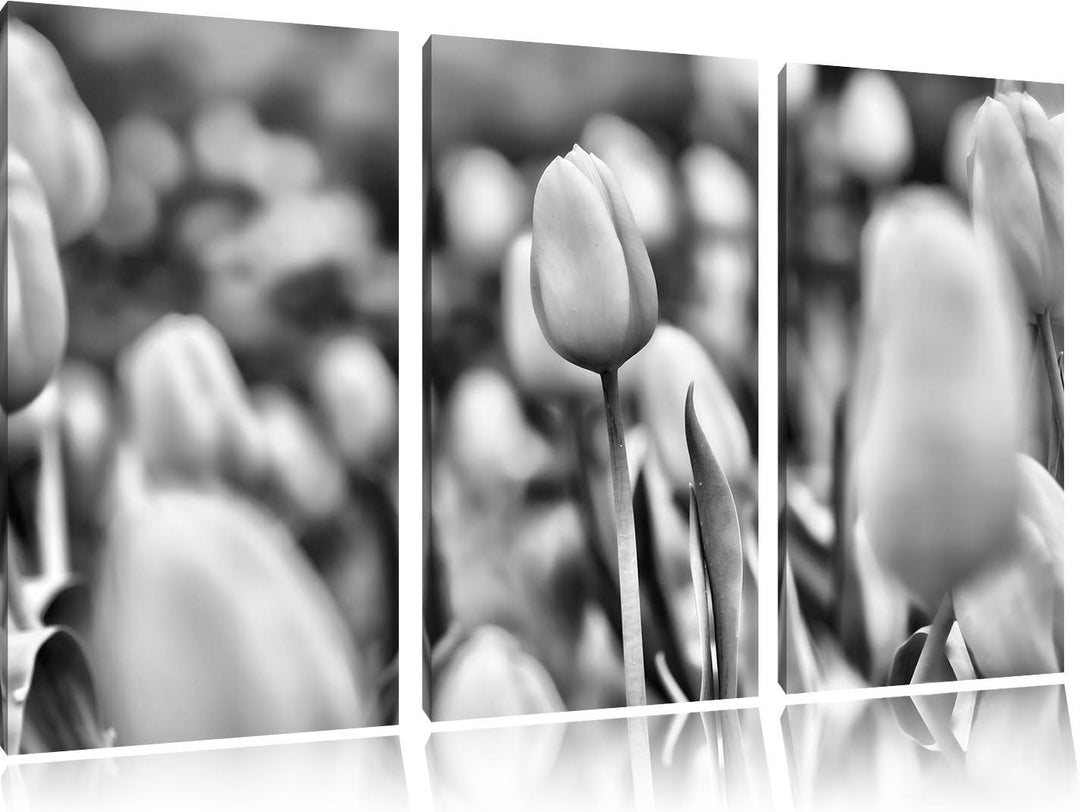 Pixxprint Gelbe Tulpen im Frühling als Leinwandbild/Grösse: 3 Teilig (120x80) cm/Wandbild/Kunstdruck