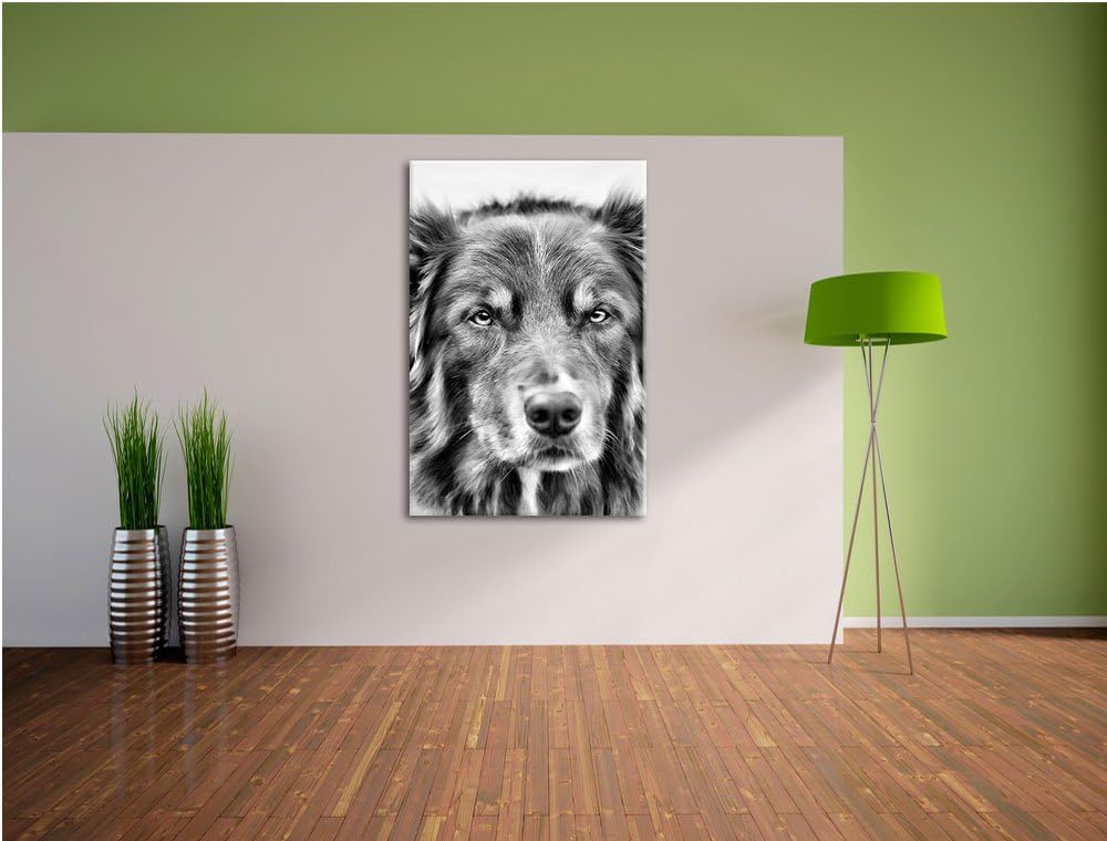 Australien Shepherd Mischling als Leinwandbild/Grösse: 100x70 / Wandbild/Kunstdruck/fertig bespannt,