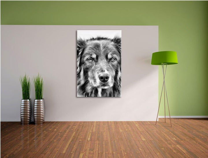 Australien Shepherd Mischling als Leinwandbild/Grösse: 100x70 / Wandbild/Kunstdruck/fertig bespannt,