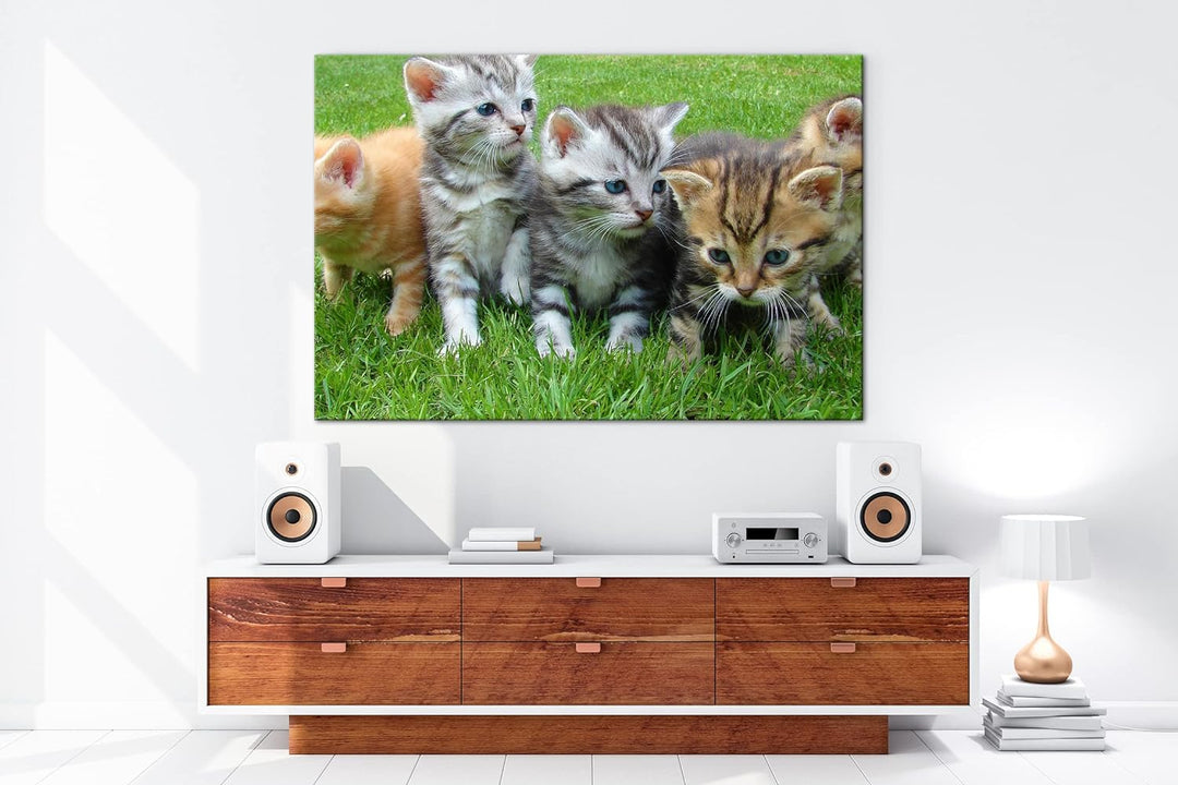 niedliche Katzenbabys auf der Wiese im Format: 100x70 als Leinwandbild, Motiv fertig gerahmt auf Ech