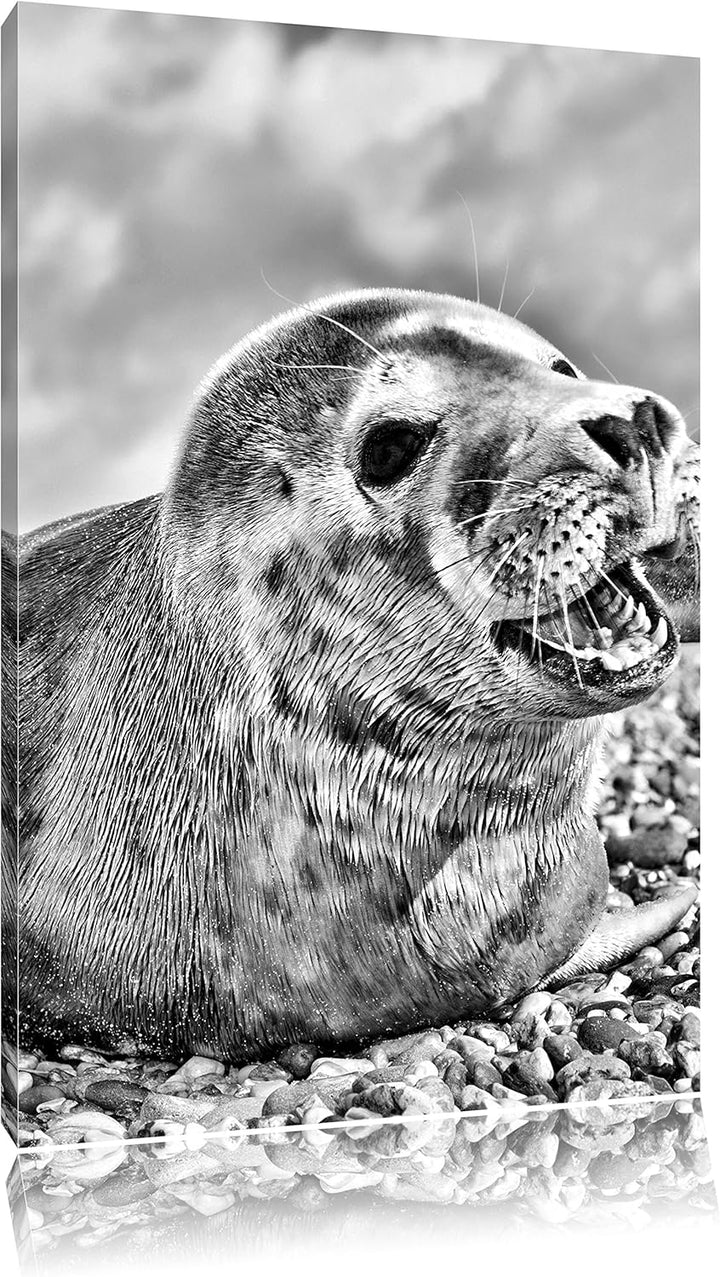 Pixxprint Süsse Robbe auf Steinstrand / 100x70cm Leinwandbild bespannt auf Holzrahmen/Wandbild Kunst