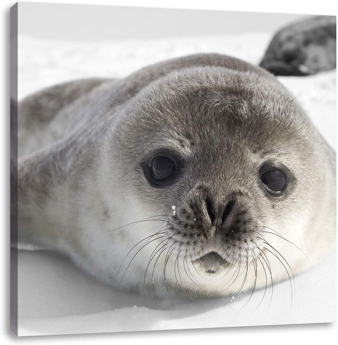 Pixxprint süsses Robben Baby als Leinwandbild/Grösse: 70x70 cm/Wandbild/Kunstdruck/fertig bespannt,