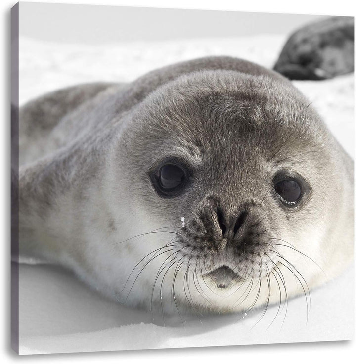 Pixxprint süsses Robben Baby als Leinwandbild/Grösse: 70x70 cm/Wandbild/Kunstdruck/fertig bespannt,