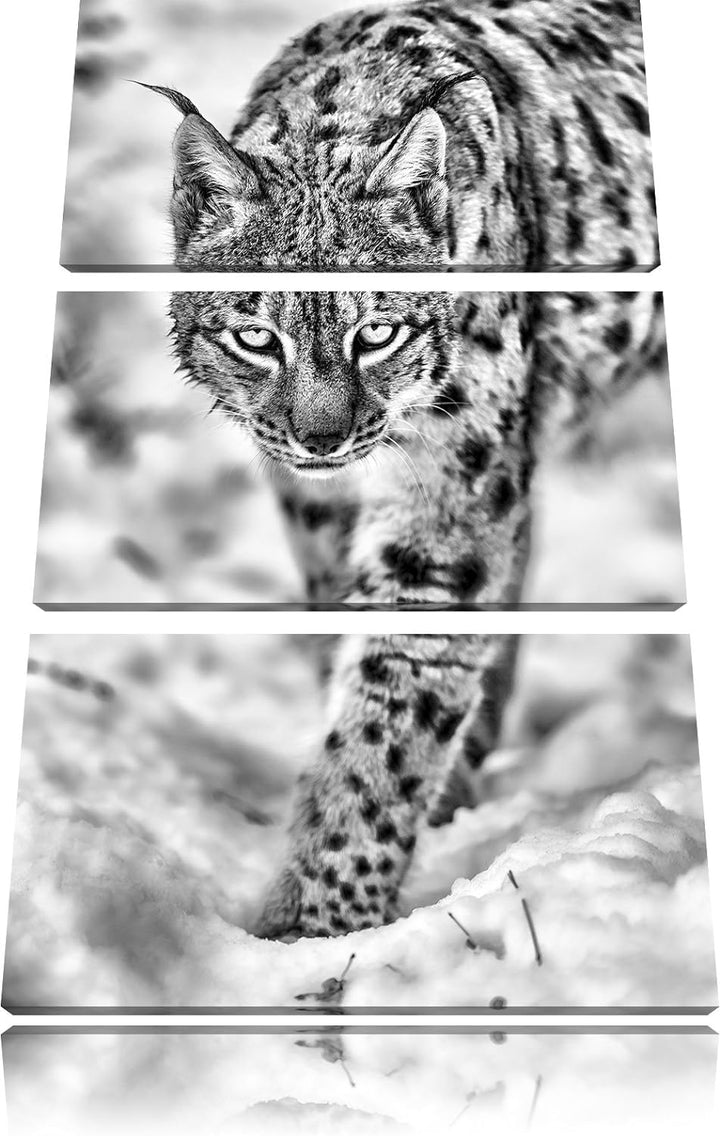 Pixxprint wachsamer Luchs im Schnee als Leinwandbild/Grösse: 3 Teilig (120x80) cm/Wandbild/Kunstdruc