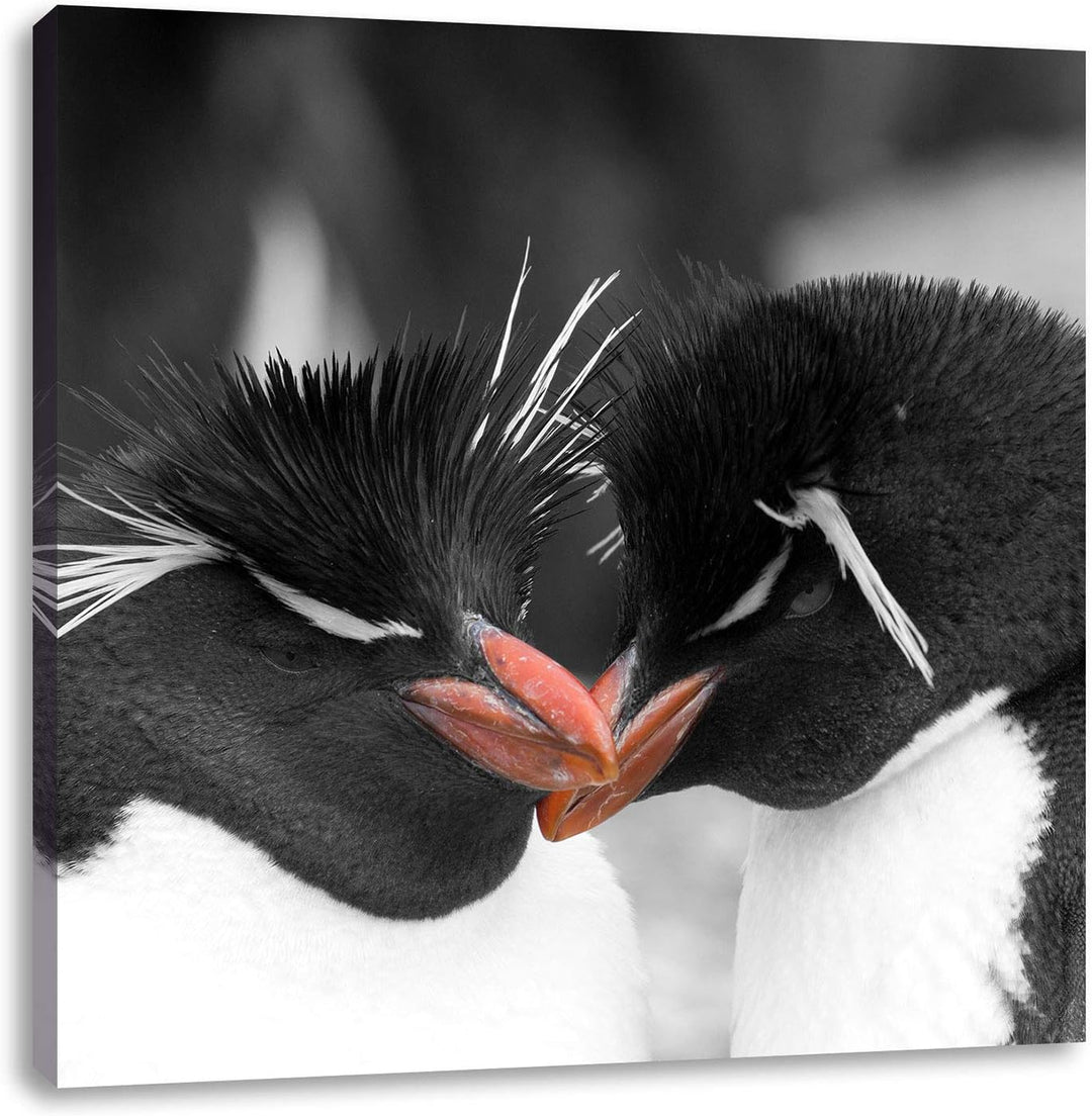 Pixxprint Pinguine kuscheln als Leinwandbild Quadratisch/Grösse: 70x70 / Wandbild/Kunstdruck/fertig