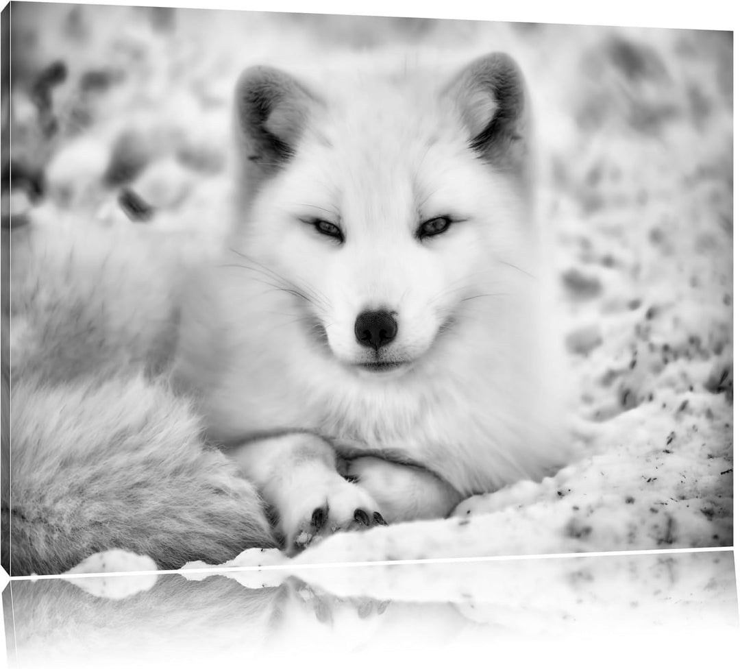 Monocrome, Weisser Fuchs, Format: 100x70 auf Leinwand, XXL riesige Bilder fertig gerahmt mit Keilrah