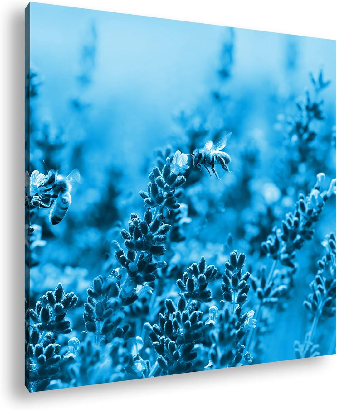 deyoli Bienen im blühenden Lavendel Format: 70x70 Effekt: Monocrome Blau als Leinwandbild, Motiv fer