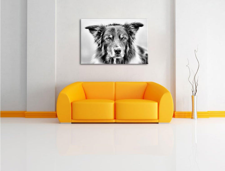 Australien Shepherd Mischling als Leinwandbild/Grösse: 100x70 / Wandbild/Kunstdruck/fertig bespannt,