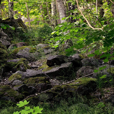 Feeby Wandbild XXL 5 Teilig Natur Leinwandbild Wald Bäume Landschaft grün 300x140 cm Leinwandbild 30