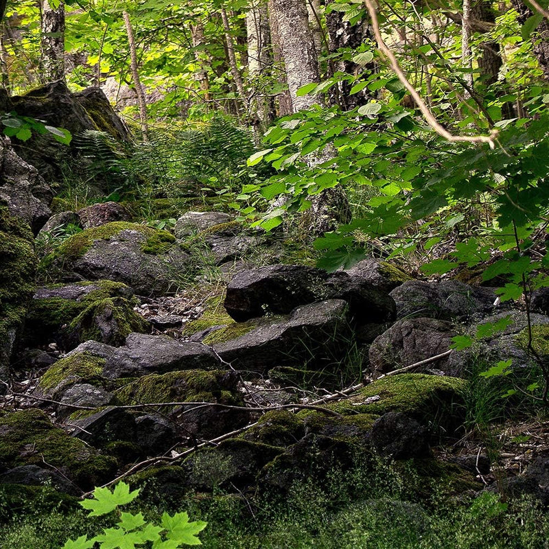 Feeby Wandbild XXL 5 Teilig Natur Leinwandbild Wald Bäume Landschaft grün 300x140 cm Leinwandbild 30