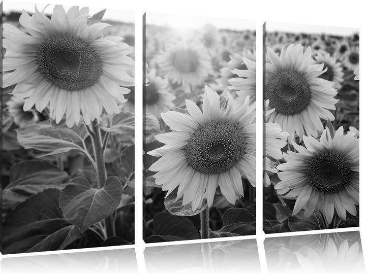 Pixxprint Sonnenblumen auf dem Feld als Leinwandbild | Grösse: 3 Teilig (120x80) | Wandbild| Kunstdr