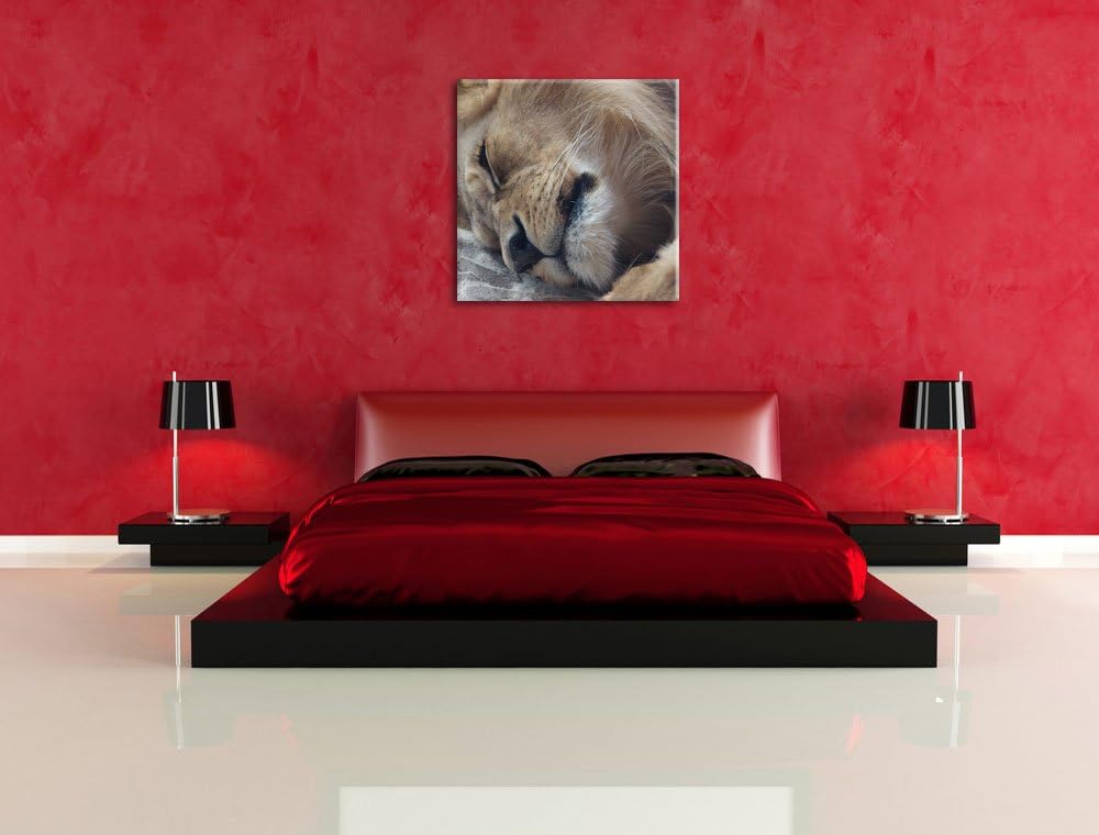 schlafender Löwe, Format: 70x70 auf Leinwand, XXL riesige Bilder fertig gerahmt mit Keilrahmen, Kuns