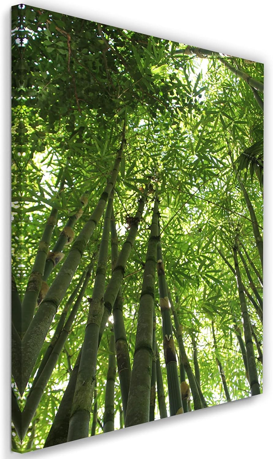 Feeby Vlies Leinwandbild Tropen Bambus Exoten 60x90 cm Druckbild Wandbild Wanddekoration Deko Wand A