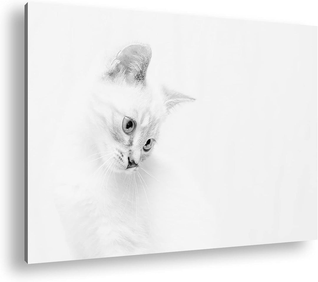 deyoli schneeweisses Kätzchen Effekt: Schwarz&Weiss, Format: 80x60 als Leinwandbild, Motiv fertig ge