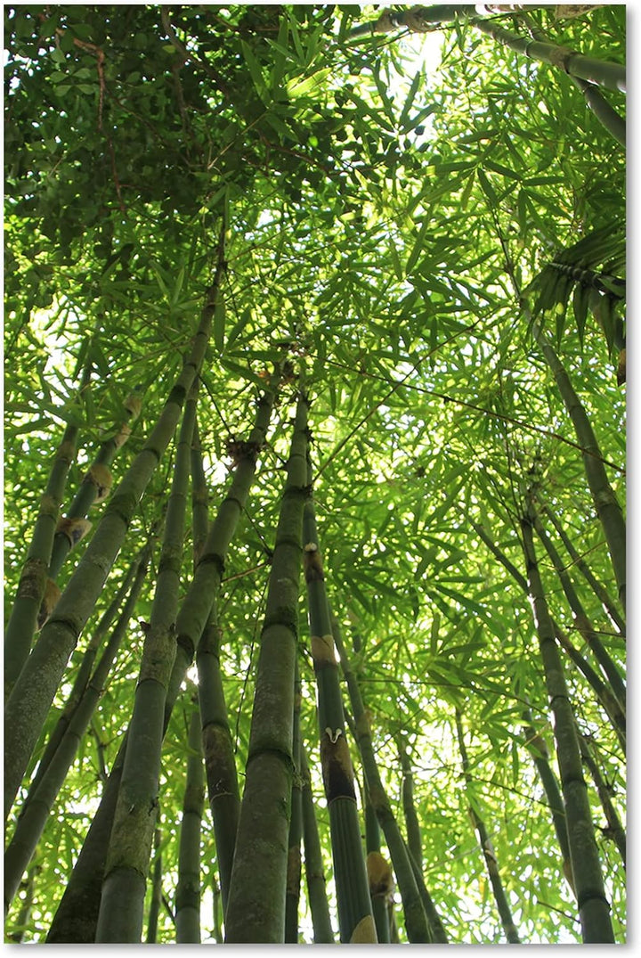 Feeby Vlies Leinwandbild Tropen Bambus Exoten 60x90 cm Druckbild Wandbild Wanddekoration Deko Wand A